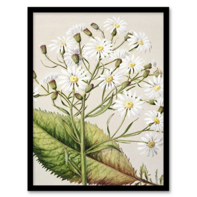 Artery8 New Zealand Brachyglottis Hectorii Daisies Featon Framed Wall Art Print 12X16" from B&Q