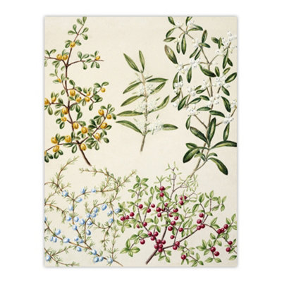 Artery8 New Zealand Coprosma Acerosa Coastal Plant Featon Wall Art Poster Print 12X16"