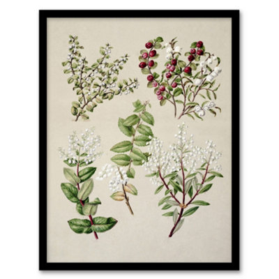 Artery8 New Zealand Gaultheria Flowering Plant Featon Framed Wall Art Print 12X16" from B&Q