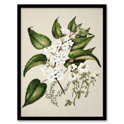 Artery8 Hibiscus And Saltmarsh Ribbonwood Flowers Featon Framed Wall Art Print 12X16" from B&Q