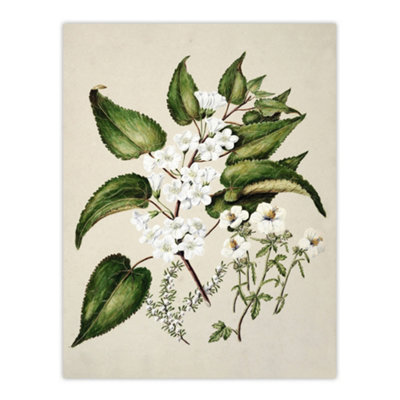 Artery8 Hibiscus And Saltmarsh Ribbonwood Flowers Featon Wall Art Poster Print 12X16" from B&Q