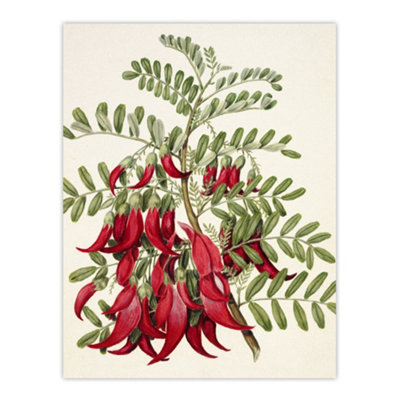 Artery8 New Zealand Kaka Beak Plant Flowers Featon Wall Art Poster Print 12X16" from B&Q