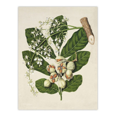 Artery8 New Zealand Kohekohe Tree Flowers Featon Wall Art Poster Print 12X16" from B&Q