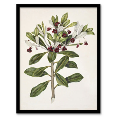 Artery8 New Zealand Kohuhu And Karo Plant Featon Framed Wall Art Print 12X16" from B&Q