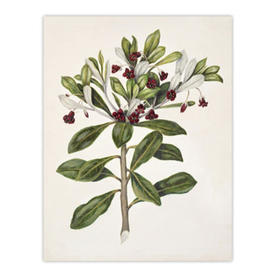 Artery8 New Zealand Kohuhu And Karo Plant Featon Wall Art Poster Print 12X16" from B&Q