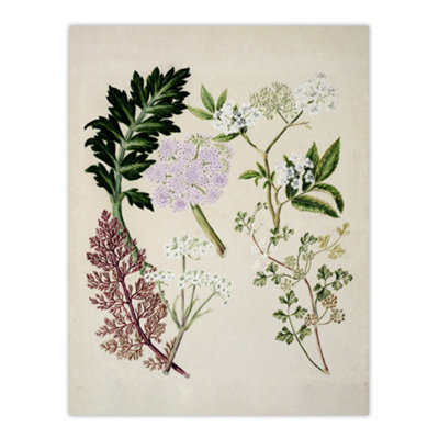 Artery8 New Zealand Ligosticum Latifolium Flowers Featon Wall Art Poster Print 12X16" from B&Q