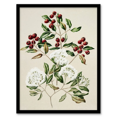 Artery8 New Zealand Maire Tawake Tree Flowers Featon Framed Wall Art Print 12X16" from B&Q