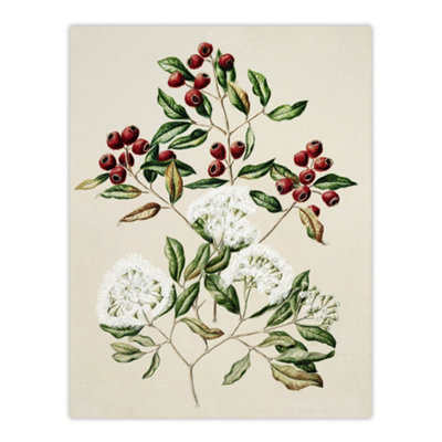 Artery8 New Zealand Maire Tawake Tree Flowers Featon Wall Art Poster Print 12X16" from B&Q