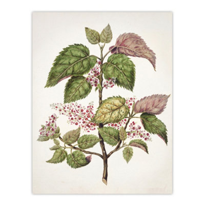 Artery8 New Zealand Makomako Flowering Plant Featon Wall Art Poster Print 12X16" from B&Q