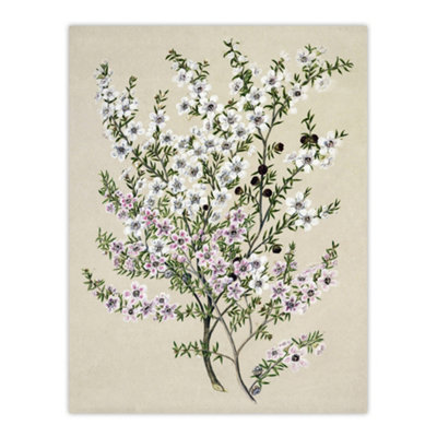 Artery8 New Zealand Manuka Flowering Plant Featon Wall Art Poster Print 12X16" from B&Q