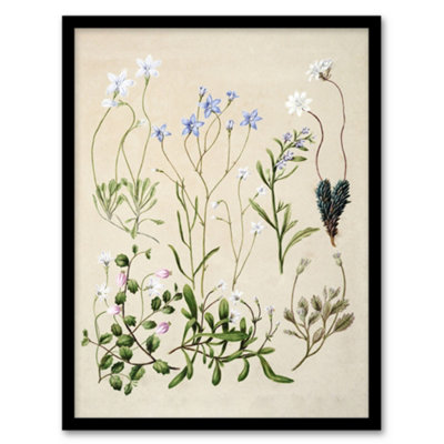 Artery8 New Zealand Perennial Wild Flowers Featon Framed Wall Art Print 12X16" from B&Q