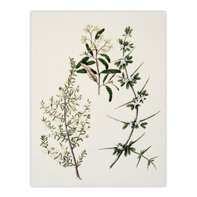 Artery8 New Zealand Pomaderris Edgerleyi Plant Featon Wall Art Poster Print 12X16" from B&Q