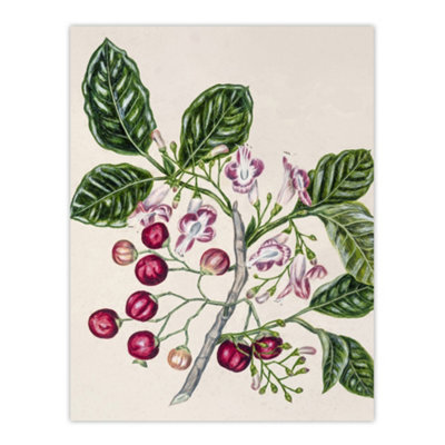 Artery8 New Zealand Puriri Vitex Lucens Flowers Featon Wall Art Poster Print 12X16" from B&Q