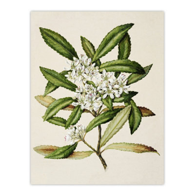 Artery8 New Zealand Tawari Plant Flowers Featon Wall Art Poster Print 12X16" from B&Q