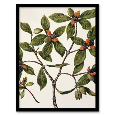 Artery8 New Zealand Tawhiri Karo Plant Artwork Featon Framed Wall Art Print 12X16" from B&Q