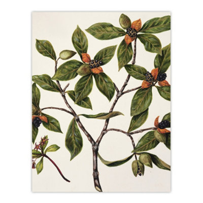 Artery8 New Zealand Tawhiri Karo Plant Artwork Featon Wall Art Poster Print 12X16" from B&Q