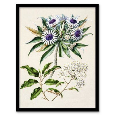 Artery8 New Zealand Teteaweka Plant Flowers Featon Framed Wall Art Print 12X16" from B&Q