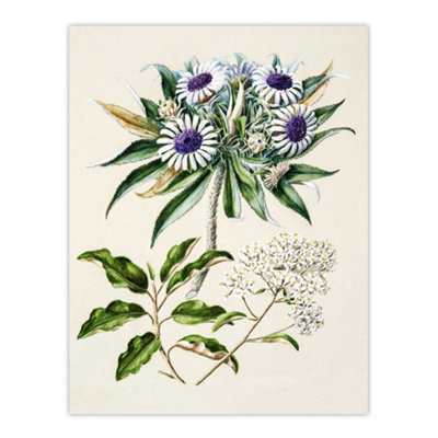 Artery8 New Zealand Teteaweka Plant Flowers Featon Wall Art Poster Print 12X16" from B&Q