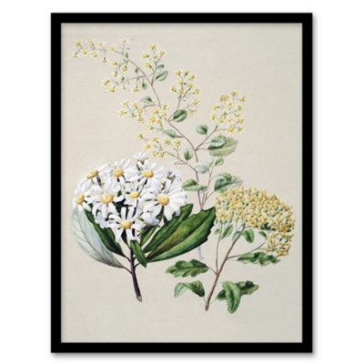 Artery8 New Zealand Three Senecio Flower Species Featon Framed Wall Art Print 12X16" from B&Q