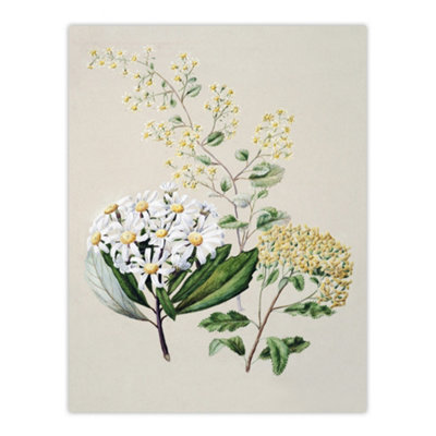 Artery8 New Zealand Three Senecio Flower Species Featon Wall Art Poster Print 12X16"