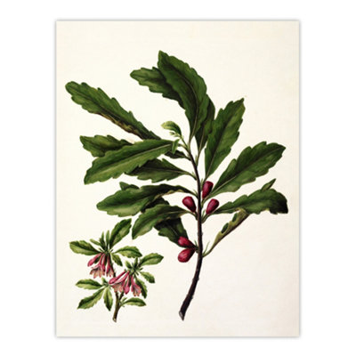 Artery8 New Zealand Toropapa Flowering Plant Featon Wall Art Poster Print 12X16" from B&Q