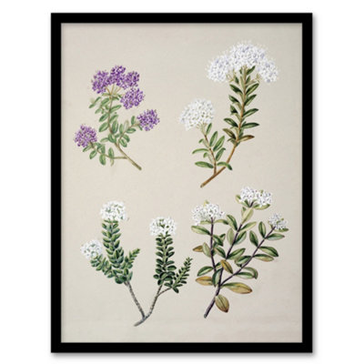 Artery8 New Zealand Four Veronica Flowering Plants Featon Framed Wall Art Print 12X16" from B&Q