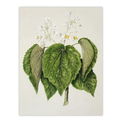 Artery8 New Zealand Whau Cork Tree Flowers Featon Wall Art Poster Print 12X16" from B&Q