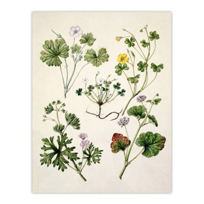 Artery8 Vintage New Zealand Wildflower Artwork Featon Wall Art Poster Print 12X16" from B&Q