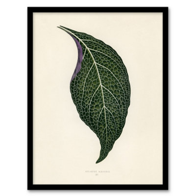 Artery8 Vintage Botanical Nerve Plant Leaf Fawcett Framed Wall Art Print A4 from B&Q