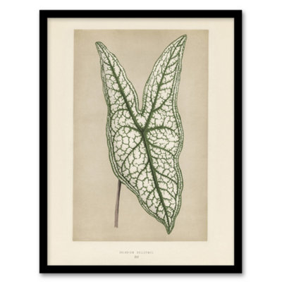 B&Q -  Vintage Botanical Caladium Belleymel Leaf Fawcett Framed Wall Art Print A4