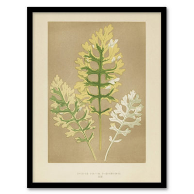Artery8 Vintage Botanical Dusty Miller Leaves Fawcett Framed Wall Art Print A4 from B&Q