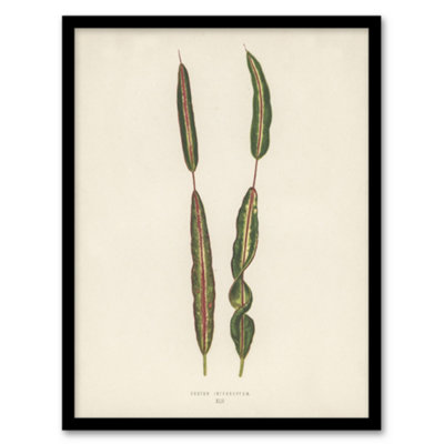 B&Q -  Vintage Botanical Croton Interruptum Leaf Fawcett Framed Wall Art Print A4