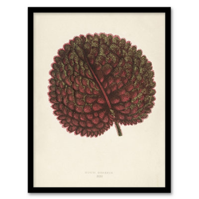 Artery8 Vintage Botanical Gesnera Exoniensis Leaf Fawcett Framed Wall Art Print A4 from B&Q