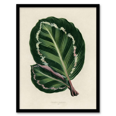 B&Q -  Vintage Botanical Maranta Calathea Leaves Fawcett Framed Wall Art Print A4