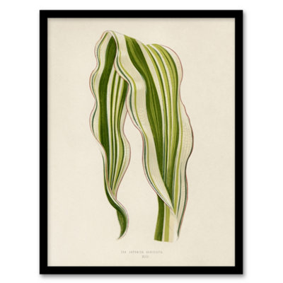 B&Q -  Vintage Botanical Striped Maize Corn Leaf Fawcett Framed Wall Art Print A4
