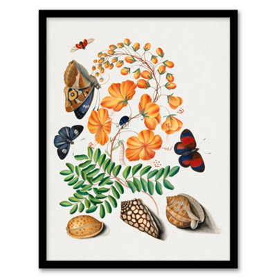 Artery8 Flowers Butterflies And Seashells Bolton Framed Wall Art Print A4 from B&Q
