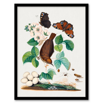 Artery8 House Wren Butterflies Beetle And Spider Bolton Framed Wall Art Print A4 from B&Q