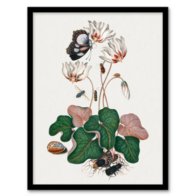 Artery8 Cyclamen Butterfly Beetles And Shell Bolton Framed Wall Art Print A4 from B&Q