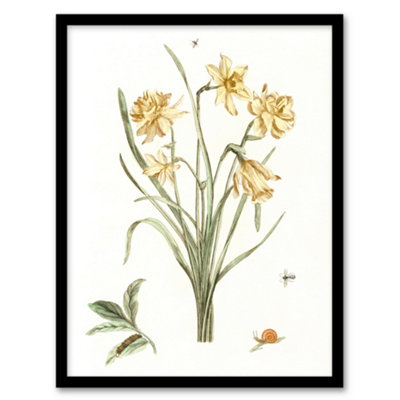 B&Q -  Five Daffodils Vintage Illustration Teyler Framed Wall Art Print A4