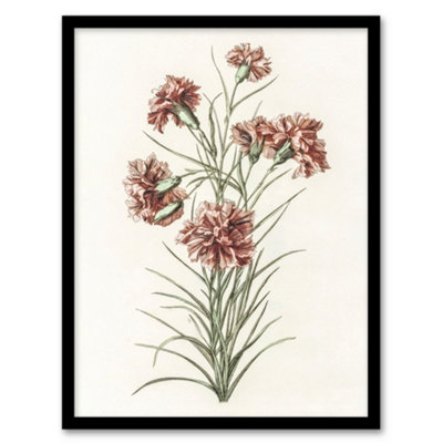 B&Q -  Six Carnations Vintage Illustration Teyler Framed Wall Art Print A4