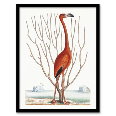 Artery8 Flamingo Bird Vintage Illustration Catesby Framed Wall Art Print A4 from B&Q