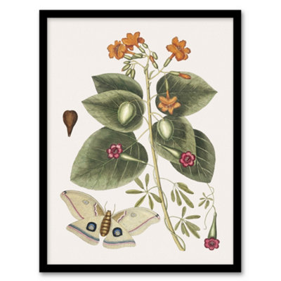 Artery8 Great Moth Tievine And Geiger Tree Flowers Catesby Framed Wall Art Print A4 from B&Q