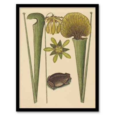 Artery8 Land Frog And Sarracenia Pitcher Plant Catesby Framed Wall Art Print A4 from B&Q
