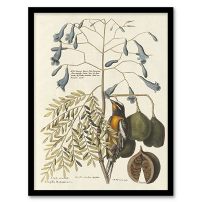 B&Q -  Vintage Bird And Plant Illustration Catesby Framed Wall Art Print A4