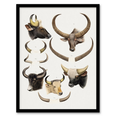 Artery8 Bovine Animal Horns Vintage Illustration Lydekker Framed Wall Art Print A4