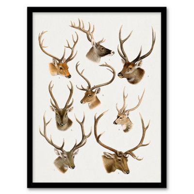 Artery8 Vintage Illustration Of Deer Species Lydekker Framed Wall Art Print A4