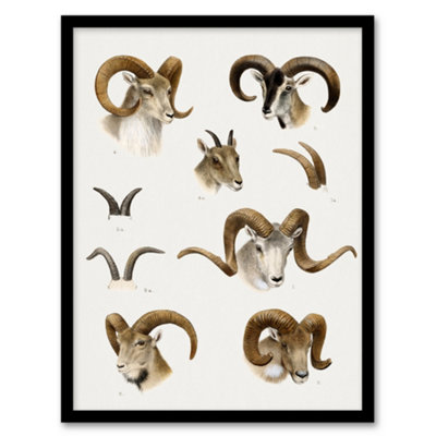Artery8 Wild Bovidae Vintage Illustration Lydekker Framed Wall Art Print A4 from B&Q