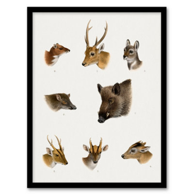 Artery8 Wildlife Animals Vintage Illustration Lydekker Framed Wall Art Print A4 from B&Q