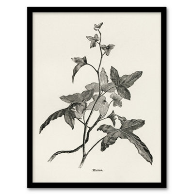 B&Q -  Vintage Botanical Minima Ivy Shirley Hibberd Framed Wall Art Print A4