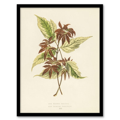 Artery8 Vintage Botanical Boxelder Maple Leaves Fawcett Framed Wall Art Print A3 from B&Q